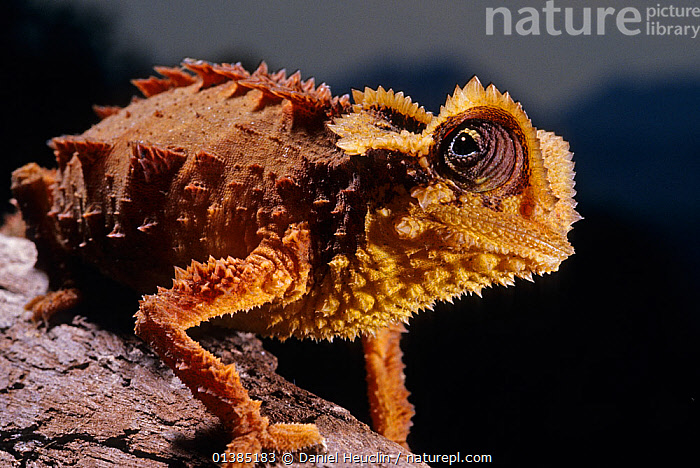 paleobyliam's tweet photo. Nobody talks about it but the Antsingy leaf chameleon (Brookesia perarmata) is 100% ankylosaur-maxing https://t.co/pMUWKqzsry
