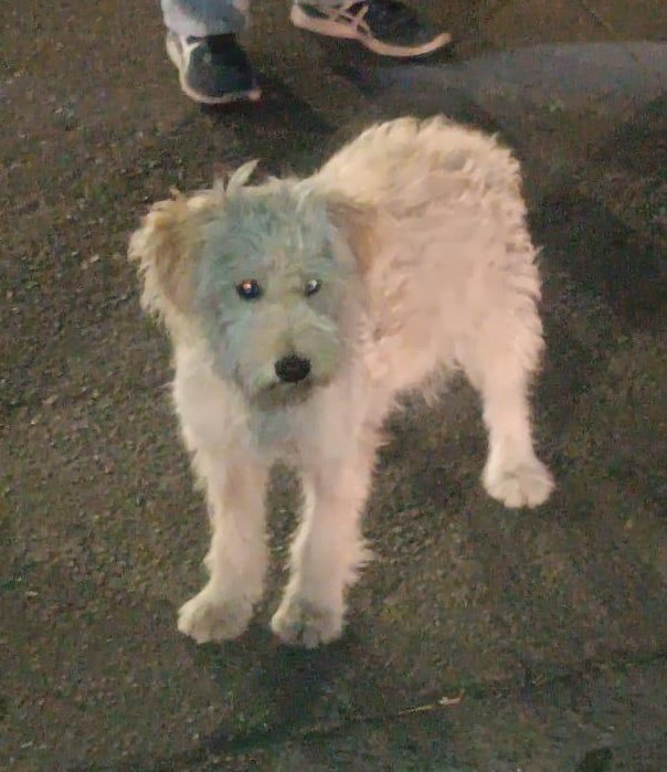 #ENCONTRADO #QUITO
Fecha: 09/09/24
Sector: Norte, Fernández Salvador y Pedro de Alvarado
Sexo: Macho
Raza: Mestizo
Obsv.: Blanco, patas grandes
Contacto: 0992211698
¡Ayúdalo a volver con sus tutores!
#AlertaMePerdí