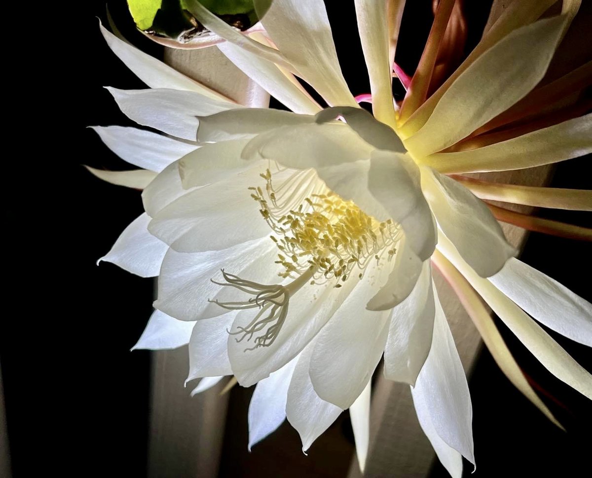 Queen of the night- blooms for one night….simply magnificent.