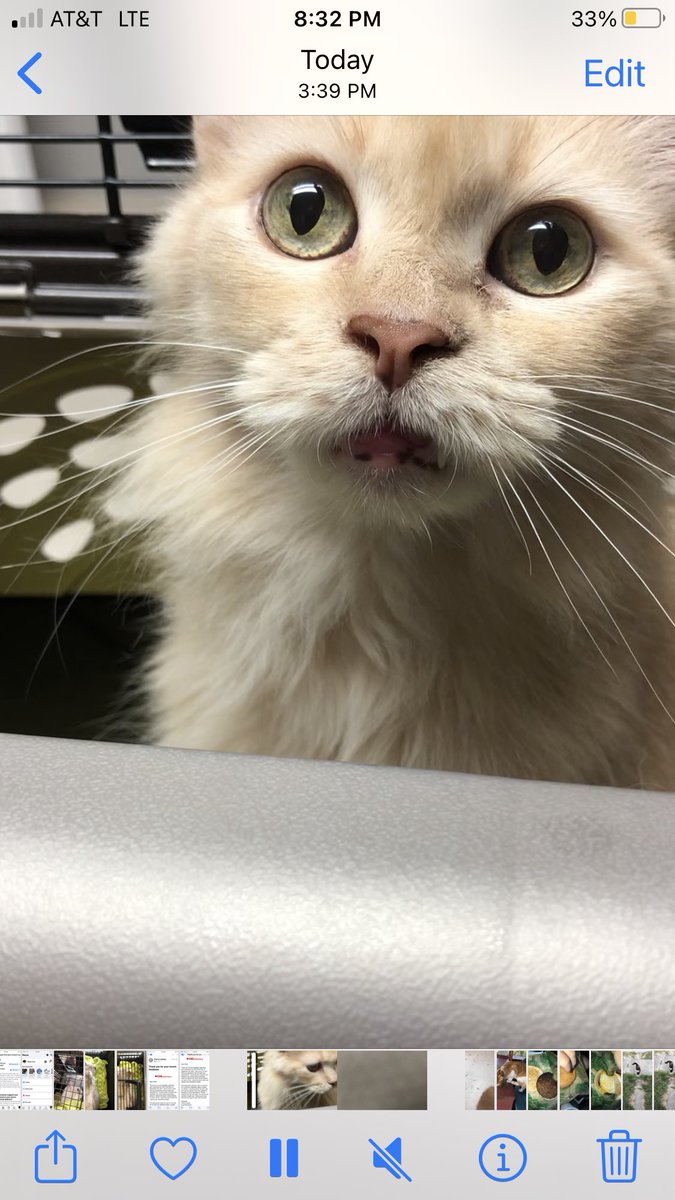 helpingpaws13's tweet photo. Hello everybody! I’m Mr Meow Meow, Just left the Vet and got the test results. I’m great! Nothing bad showed up. My kidneys are good. I have stomatitis, which is sometimes common, and it means my gums are irritated and a little red. Vet gave a steroid shot to help itching also. https://t.co/dGLmd4jt9z