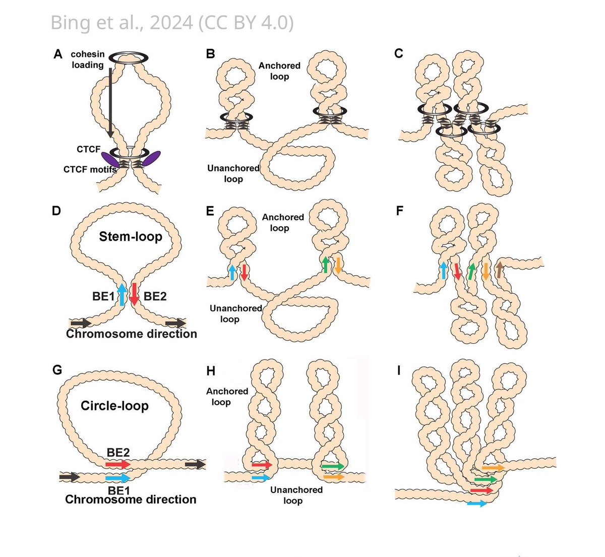 Elegant experimental data supports the theory that chromosome structure in Drosophila is determined by boundary pairing, not loop extrusion. elifesciences.org/articles/94070…