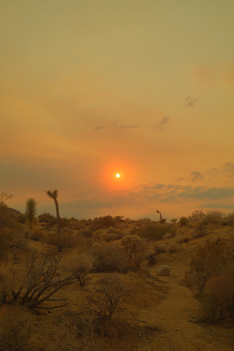 Far too many Anthropocene sunsets these days…

(color exaggerated for late summer feels) 

#desert #joshuatree #mojavedesert #linefire #fire #anthropocene #x100vi #landscapephotography #sunset #bladerunner