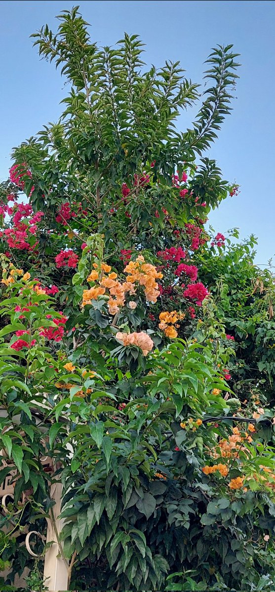 om_mohammad2010's tweet image. #عطنا_تغريده_جميله
الحياة لاتعطيك كل ما تحب
ولكن القناعة تجعلك تحب كل مالديك