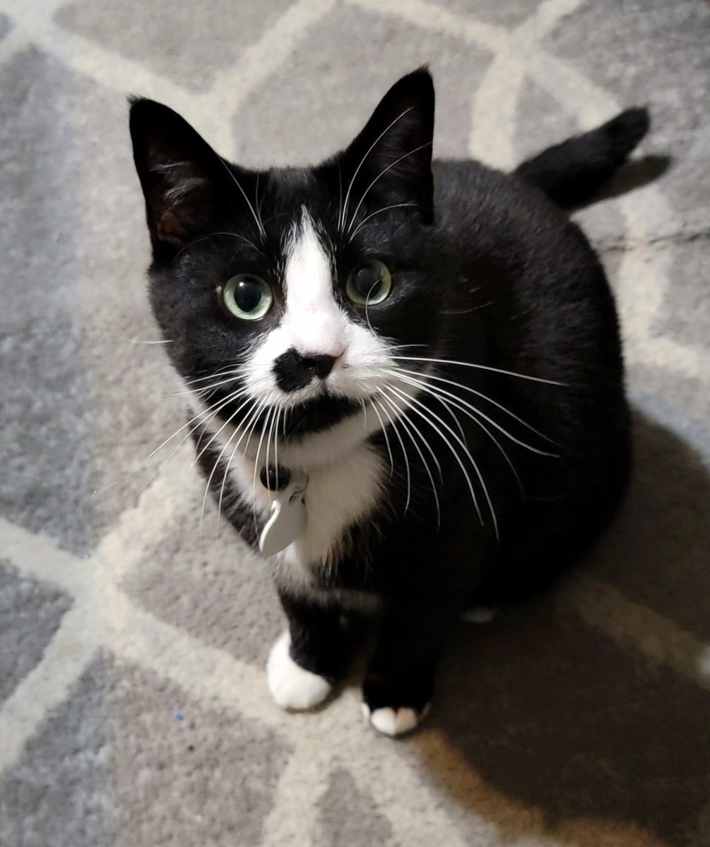 MLGammella's tweet photo. A little late for my #StarTrekDay post, but I dedicate this to my late father who named his cat Roberta Lincoln after Terri Garr's character from the episode "Assignment: Earth." He loved Star Trek and he loved his kitty, who now lives with us. #dadcat https://t.co/9Ovk8Htbdi