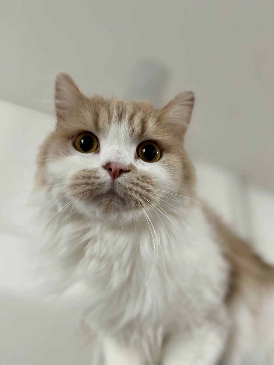 ちゃろちゃん (@charokichisan) / Posts / X