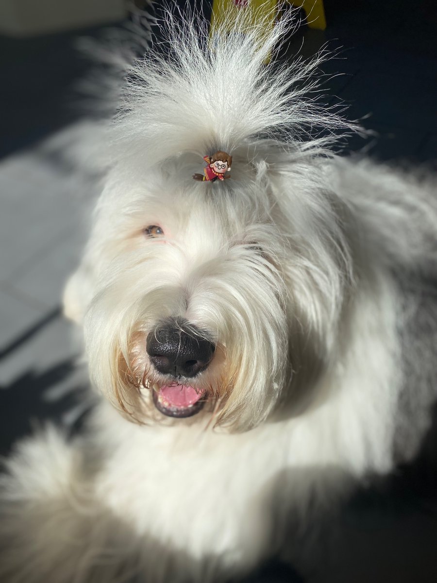 FuzzfaceJr's tweet photo. #Topknot reflection: a few days ago I had to go to the dogtor’s clinic. It’s a magical place. As soon as we walk through the door half of my hoo’s bank account evaporates. Now I can only afford half a #TongueOut.
#dogsofx #TongueOutTuesday #dogsoftwitter #TOT #magic https://t.co/fYWZMYN30Y
