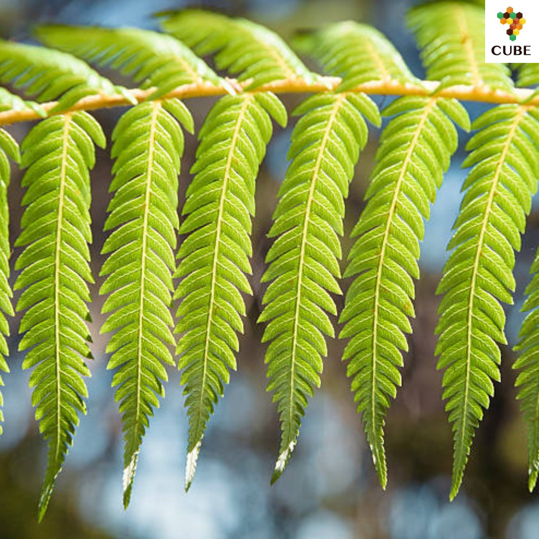 cube4stem's tweet photo. Back again with more #mathematics content! This week, we're exploring it's wild side, with fractals, a style of pattern repetition seen from ferns to galaxies, showing maths at work in nature's harmony &amp; balance. #Maths #Fractals #MathIsFun #NaturePatterns #STEM #STEAM #cube4stem https://t.co/FnNQiwpamZ