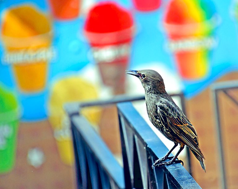 chandanaroy24's tweet photo. This little starling seems a bit confused because there are so many flavors to choose from.
#CommonStarling #BirdTwitter #birdphotography #WashingtonDC https://t.co/PalIIICVgQ