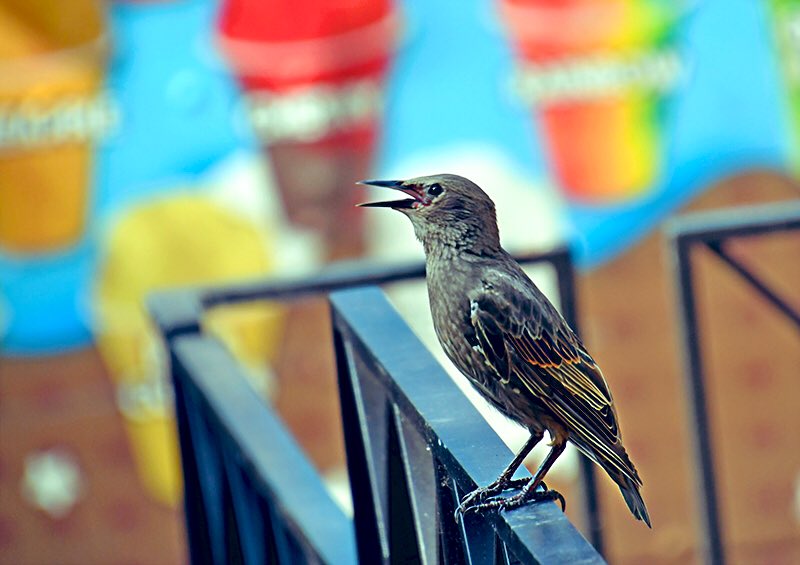 chandanaroy24's tweet photo. This little starling seems a bit confused because there are so many flavors to choose from.
#CommonStarling #BirdTwitter #birdphotography #WashingtonDC https://t.co/PalIIICVgQ