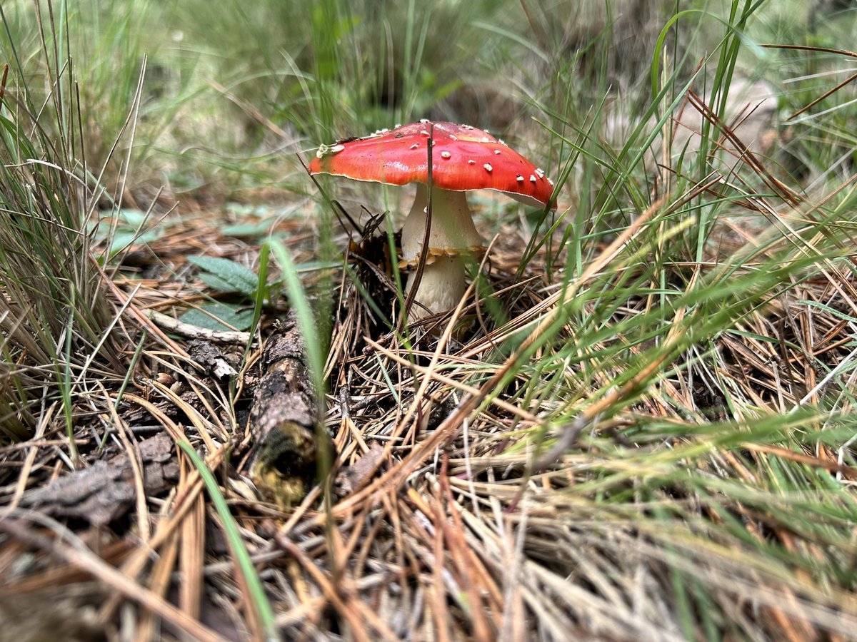 SusanaRubio's tweet photo. Fungimanía… #Ajusco #PicoDelFraile #CDMX #hiking https://t.co/9zU3cg4Nfm