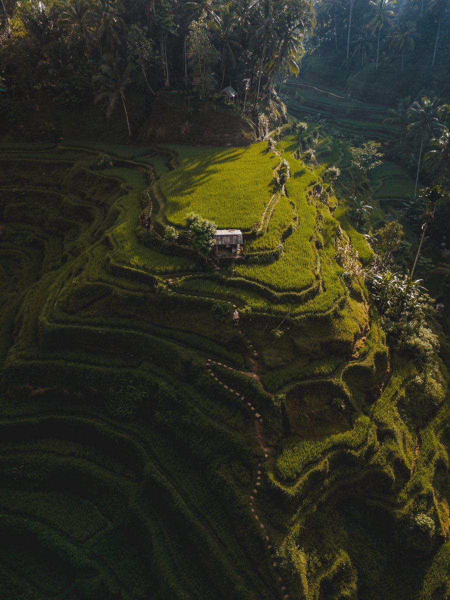 ryderkinkaid's tweet photo. Reflecting back to my frequent days lost in the beauty of Bali’s Rice fields. 🌾 If you could escape anywhere, where would that be? Share it in the comments! . . . . . . . .

 #Itskevlegend #thelegendinitiative #kevlegendtravel#inspirationnation #ifnotyouthenwho #wanderwithkev https://t.co/RPqfRA2vGE