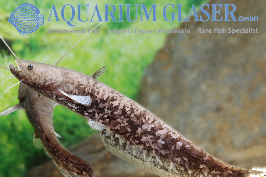 aquariumglaser's tweet image. #Silurus #glanis
find more details and pics @ facebook.com/AquariumGlaser/