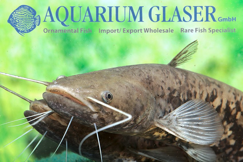 aquariumglaser's tweet image. #Silurus #glanis
find more details and pics @ facebook.com/AquariumGlaser/