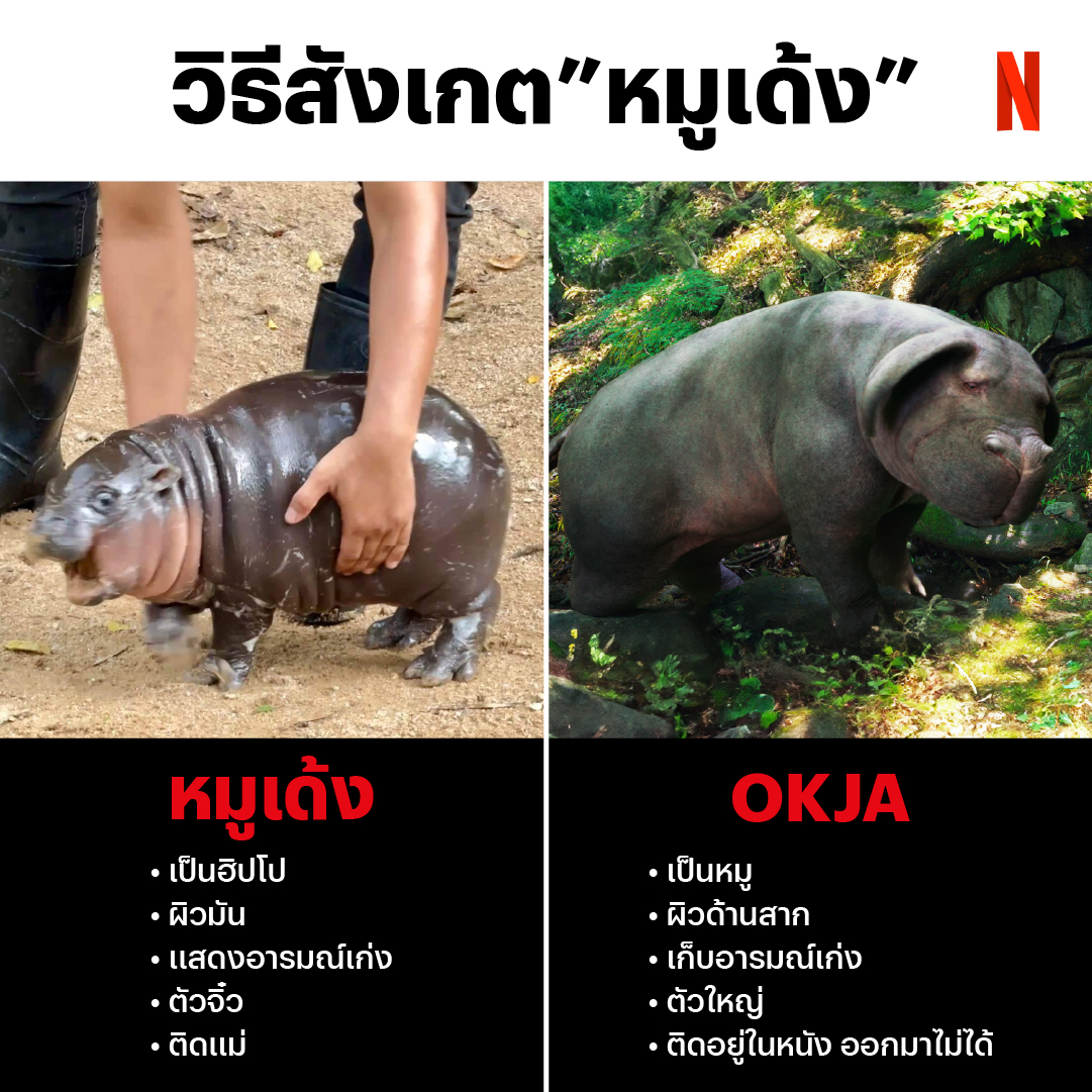netflixth's tweet photo. ของจริง ต้องมันเลื่อม 🦛

/ขอบคุณภาพหมูเด้งจาก @kkopzoo ครับ

#หมูเด้ง #Okja #NetflixTH https://t.co/Ervshusph4