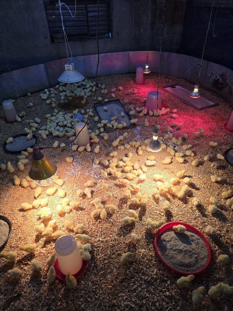 C_LPoultry tweet picture