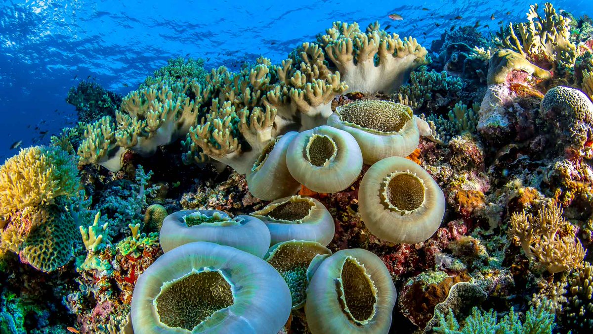 JOB OPPORTUNITY: Experimental Scientist - Coral Genetics (AIMS)

careers.aims.gov.au/page.php?pageI…

#coralreefs #jobs #jobopportunity #careers #careerdevelopment #genetics #experimentalscientist #marinescience #marinebiology