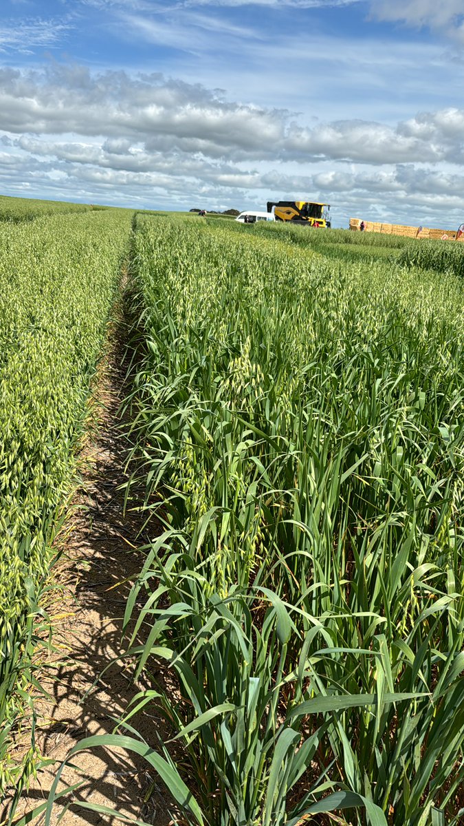 Oats, Oats, Porridge