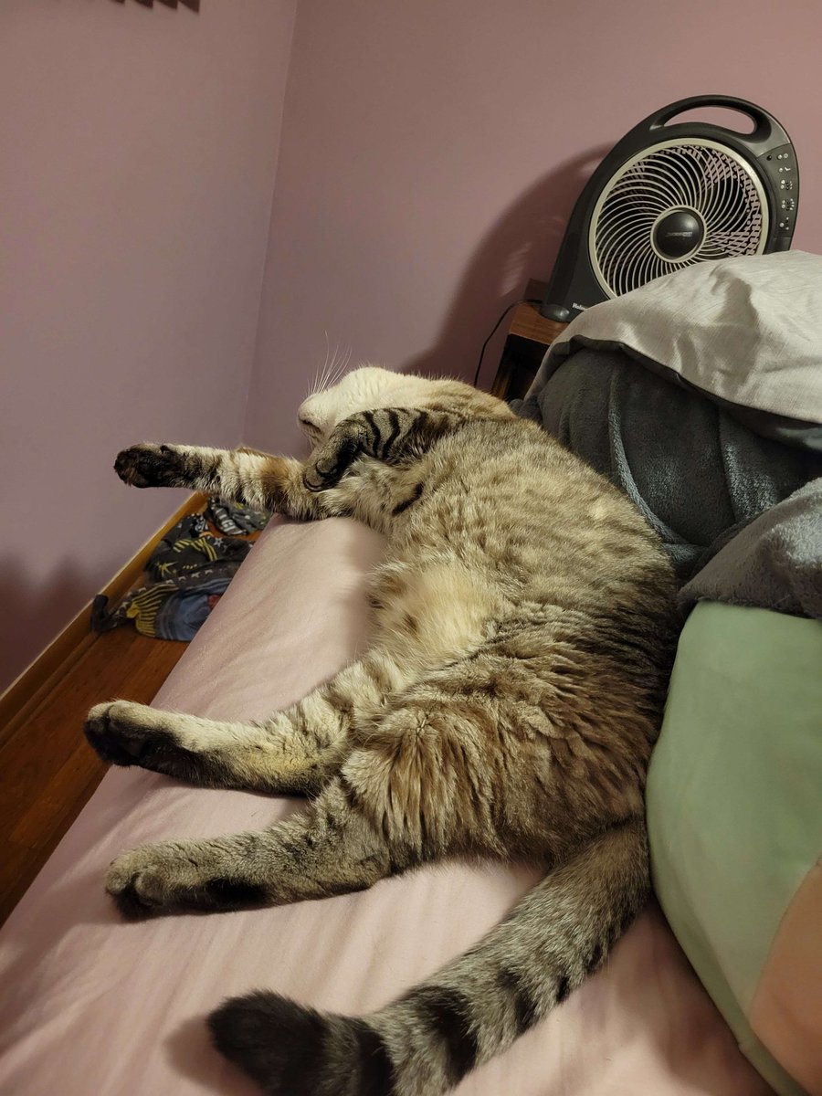 MariMakesMusic's tweet photo. As some of you may know, my partner moved in with me for health and safety reasons, but the airline didn't clear one of their cats, Icarus, for flight

He is staying with a friend right now, but both my partner and the other cat are missing him greatly. To bring him home will-- https://t.co/LgI1sSKwOW