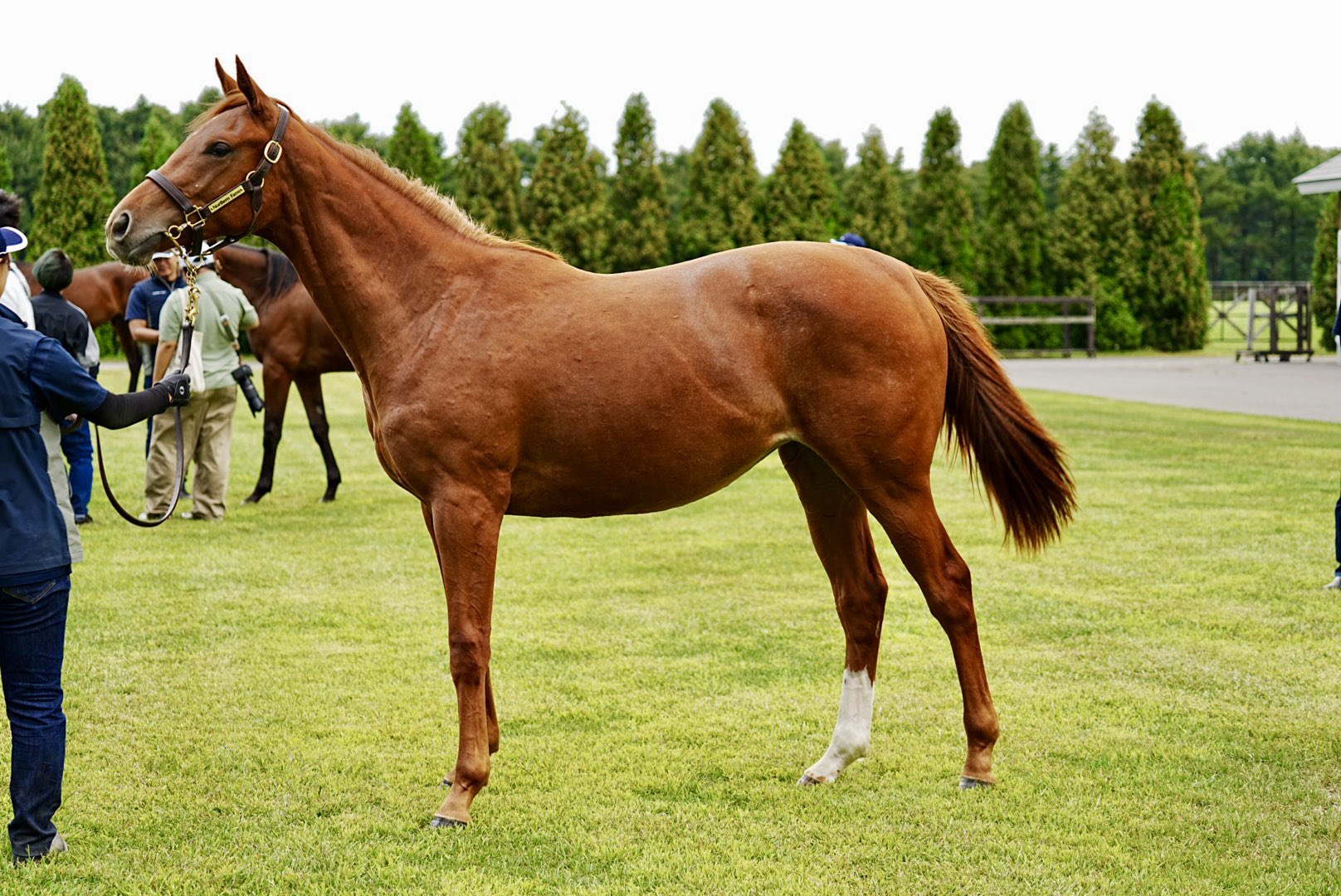 【5日19時まで延長値下げ】神椿市建設中(5種)　オルフェーヴル 中野競馬場🍦 (@orfevreinc) / X