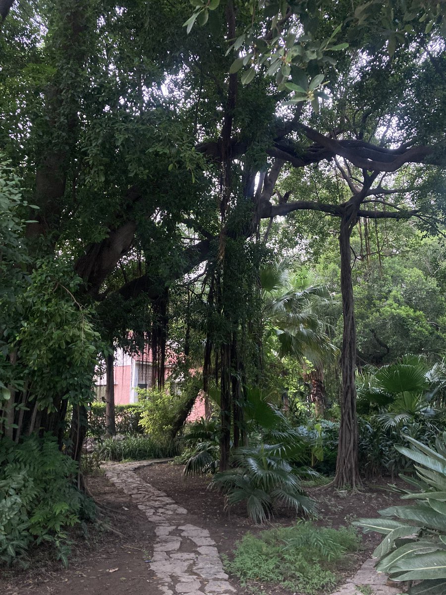 nostalgichocol8's tweet photo. A tree from a tree ~ reminds me of my mother ❤️ https://t.co/9zFFVFwYUO