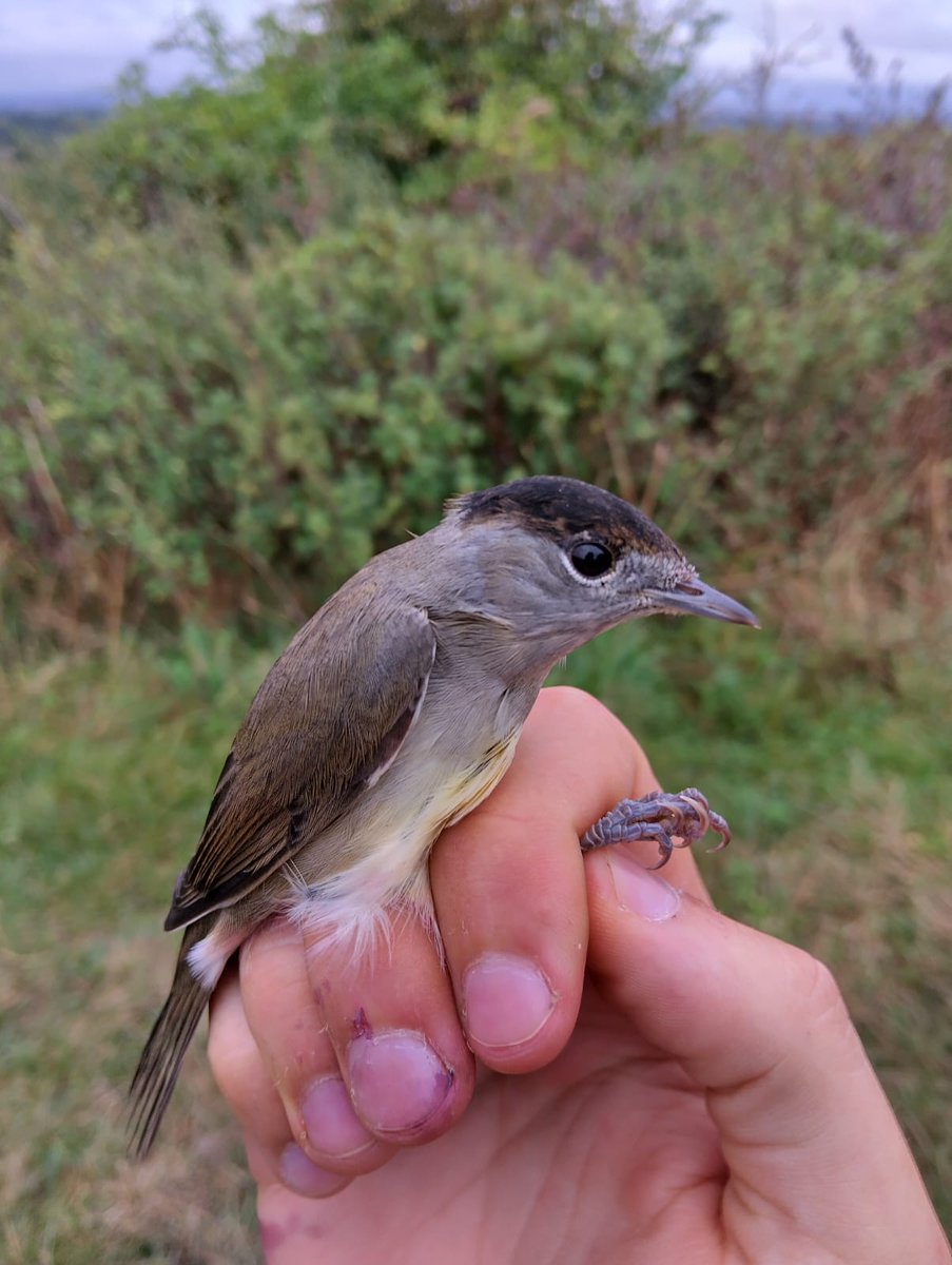 Bucktonbirder now on Bluesky (@bucktonbirder) on Twitter photo 62 Blackcaps ringed at Clopton, S Cambs this am, with 2 Willow Warblers, 4 Chiffchaff, Reed Warbler, Song Thrush and Reed Bunting. Almost all Blackcaps are juveniles - like the young male in the image, still showing some of its brown cap that's going black. <a href="/CambsBirdClub/">Cambs Bird Club</a> 62 Blackcaps ringed at Clopton, S Cambs this am, with 2 Willow Warblers, 4 Chiffchaff, Reed Warbler, Song Thrush and Reed Bunting. Almost all Blackcaps are juveniles - like the young male in the image, still showing some of its brown cap that's going black. <a href="/CambsBirdClub/">Cambs Bird Club</a>