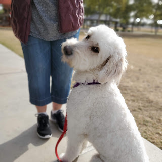 Looking for more than manners and obedience?  Communication is key in getting your and your dog on the same team!!!  Learn More about Legend Acres Force Free Fear Free Fundamentals Course - Importance of Canine Fundamentals - Legend Acres zurl.co/r3tY