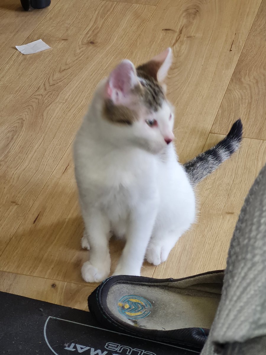 ArchibaldWirslayd tweet media