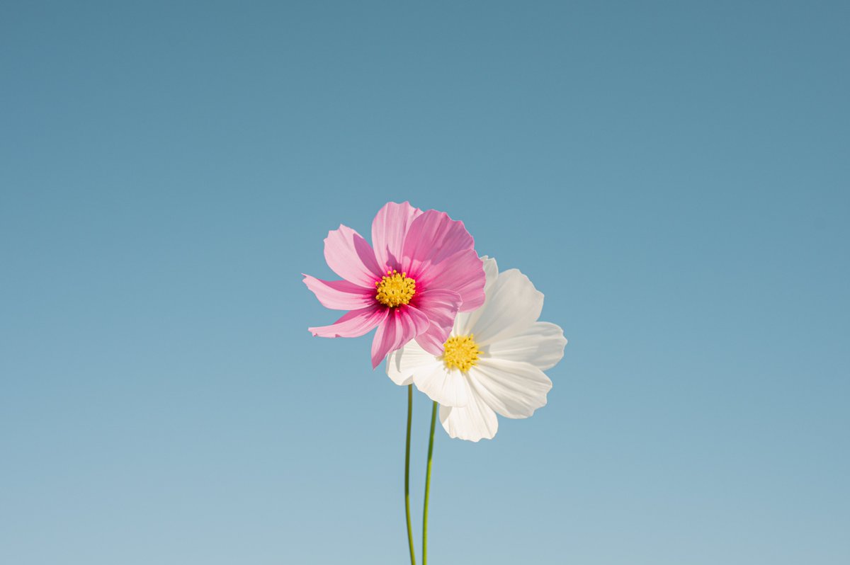 86ca86 tweet picture