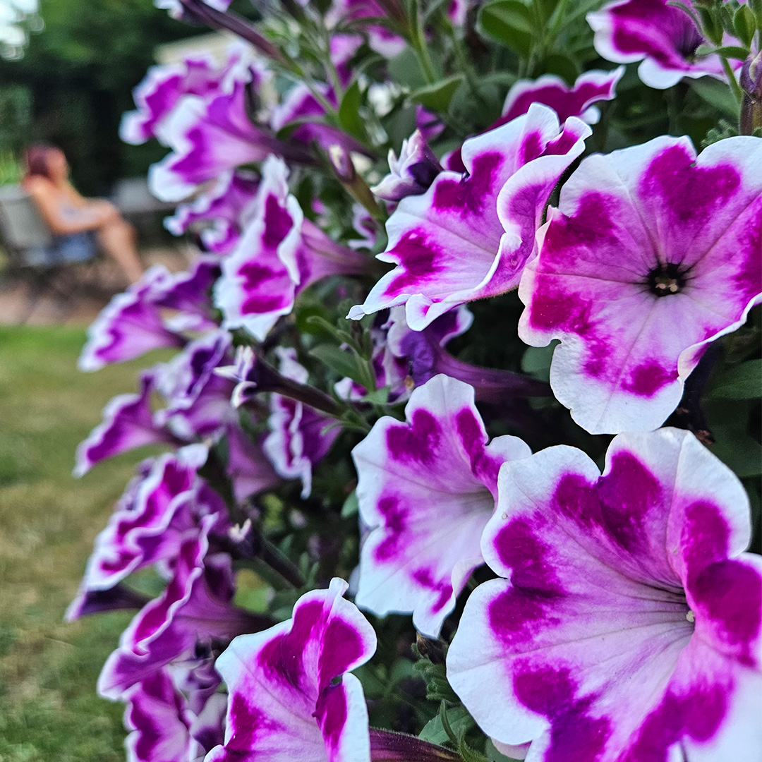 Syngenta Flowers tweet media