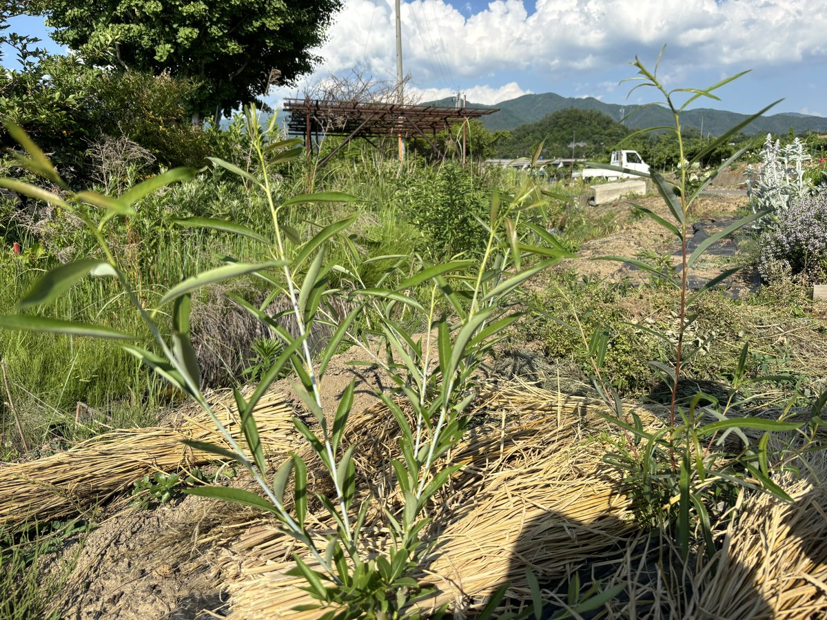 yuibunsha's tweet photo. 早春に植えた杞柳（コリヤナギ）、2m超えました🌿👏👏 https://t.co/pbCGGkBjbX