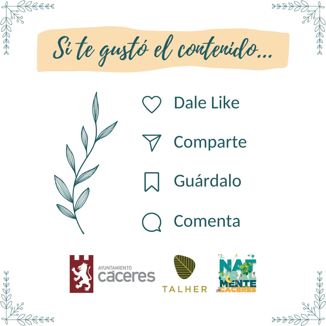 Los pinos piñoneros del Rodeo son maravillosos gracias a la gran sombra que proporcionan. Donde están, es uno de los lugares más frescos del parque. Además son especies autóctonas, por lo que resisten genial nuestro clima.
<a href="/Ayto_caceres/">Ayuntamiento Cáceres</a> <a href="/Talher_/">Talher</a>