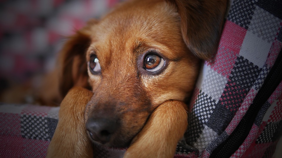 amy_baker22's tweet photo. Could your pet start a fire? Experts reveal the dangers https://t.co/JNBENFw8KL https://t.co/WBqAmjLCYs