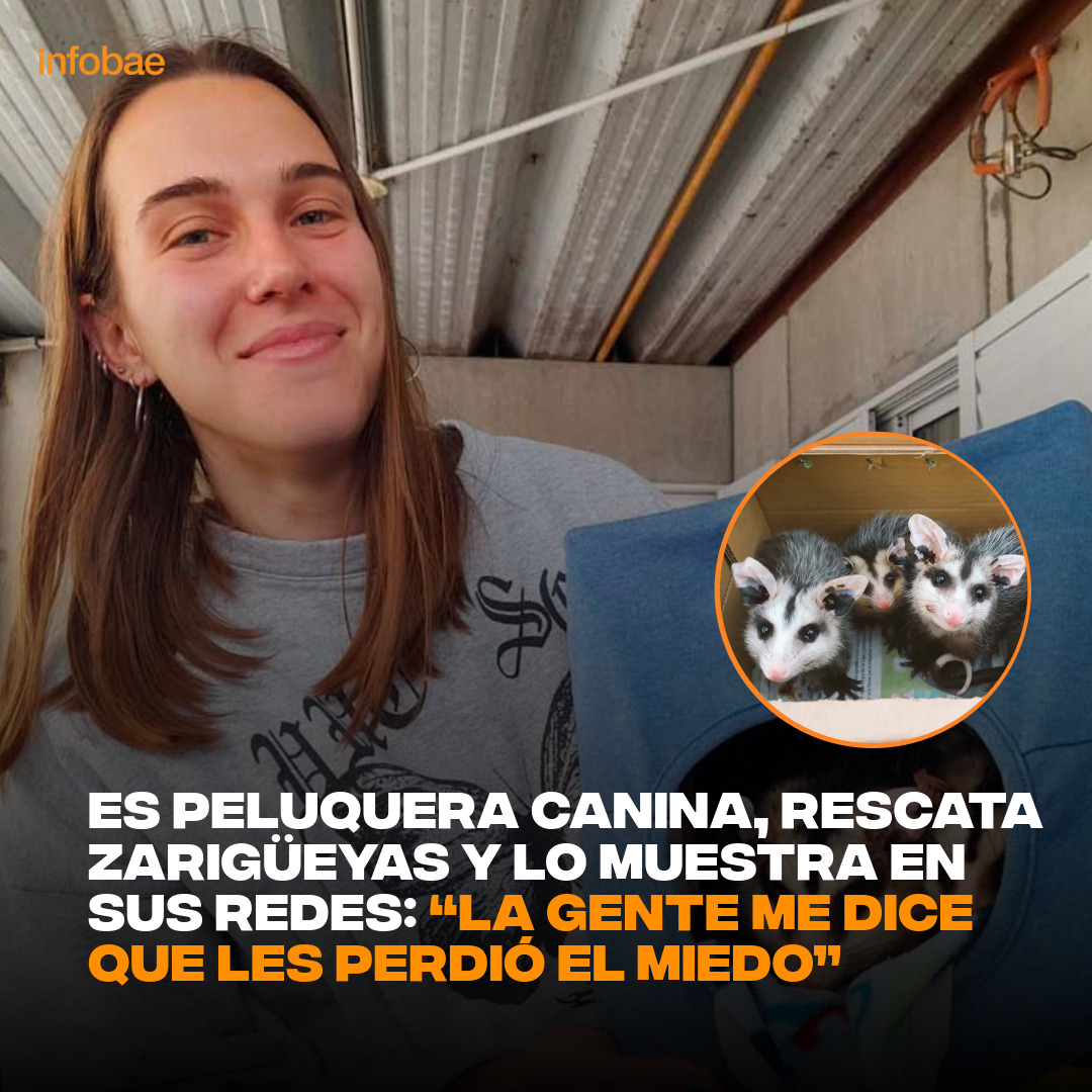 Es peluquera canina, rescata zarigüeyas y lo muestra en sus redes: “La gente me dice que les perdió el miedo” infob.ae/3MFTJre