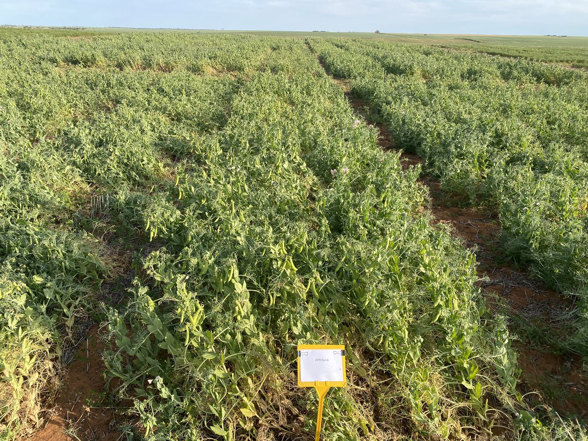 Michael Moodie (@moodie_ag) on Twitter photo Bondi field peas looks like they have found the optimal flowering and podding period at our <a href="/GRDCSouth/">GRDC South</a> Loxton pulse agronomy hub site this year. <a href="/JasonBrand/">SouthernPulse</a> <a href="/Sarah_Day_/">Sarah Day</a> <a href="/AuSeednet/">Seednet_au</a> Bondi field peas looks like they have found the optimal flowering and podding period at our <a href="/GRDCSouth/">GRDC South</a> Loxton pulse agronomy hub site this year. <a href="/JasonBrand/">SouthernPulse</a> <a href="/Sarah_Day_/">Sarah Day</a> <a href="/AuSeednet/">Seednet_au</a>
