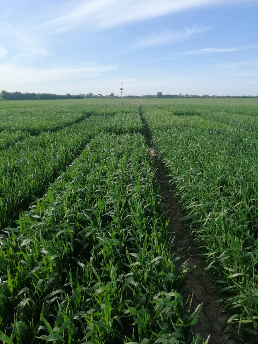 We ran harmonised VCU trials in different European locations for three cropping seasons, and collected data on crop and the field environment

#InnoVar_EU, #H2020, #VarietyTesting #Phenomics