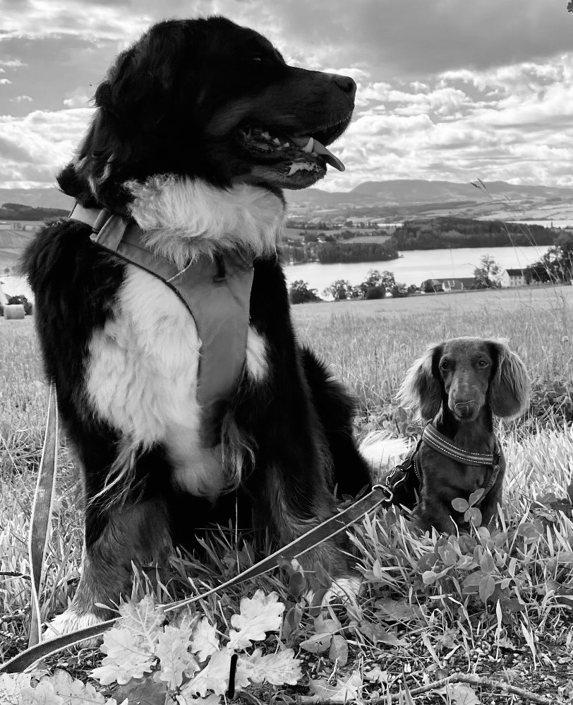 EV_Enget's tweet photo. Molly, Minnie posing for no treat at all! #Tuesdaymotivation #TongueOutTuesday #Bernerlife #DogsOfTwitter #FuckPutin #SlavaUkraini #VoteBlue #VoteHarrisWaltz #FuckTrump https://t.co/D6iVub4USo