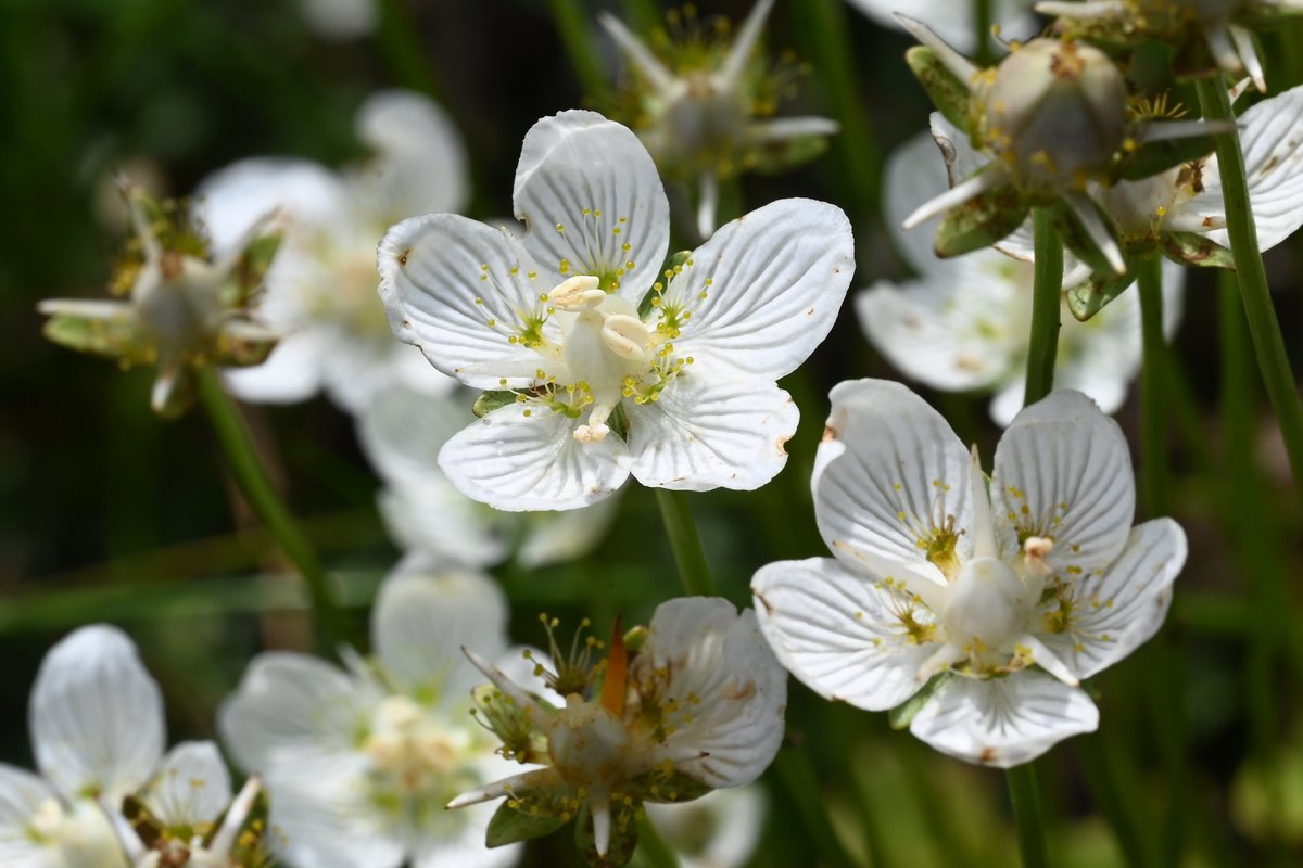 Judy Webb (@judyweb32049878) on Twitter photo Pleased to take some members of the Ashmolean Natural History Society of Oxfordshire to #LyeValley #fen to appreciate everything about the remarkable Grass of Parnassus, still flowering in abundance in a restoration area. Thanks to C. Hoskin for the photo. <a href="/friendlyevalley/">Friends of Lye Valley</a> Pleased to take some members of the Ashmolean Natural History Society of Oxfordshire to #LyeValley #fen to appreciate everything about the remarkable Grass of Parnassus, still flowering in abundance in a restoration area. Thanks to C. Hoskin for the photo. <a href="/friendlyevalley/">Friends of Lye Valley</a>