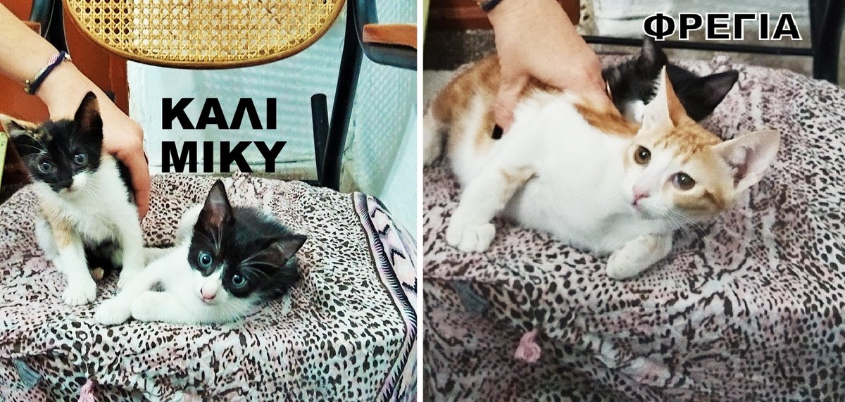 theofania_may's tweet photo. Πάρτε, πάρτε! Φρέσκα! 🐾 Διαλέξτε! Η Κάλι, ο Μίκυ και η Φρέγια! ❤️ Άντε γιατί έγινα Κίττυ Πόππινς! 😹 https://t.co/KlVg3yhqpj