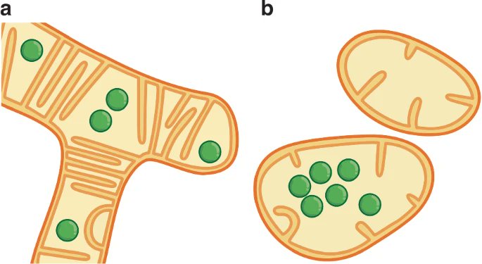 LightSciAppl's tweet image. #LSA_Highlight: [News &amp;amp; Views] Visualizing mitochondrial dynamics at the nanoscale. @goetheuni @mpi_nat @uniGoettingen #Imaging_and_sensing #Optics_and_photonics
nature.com/articles/s4137…