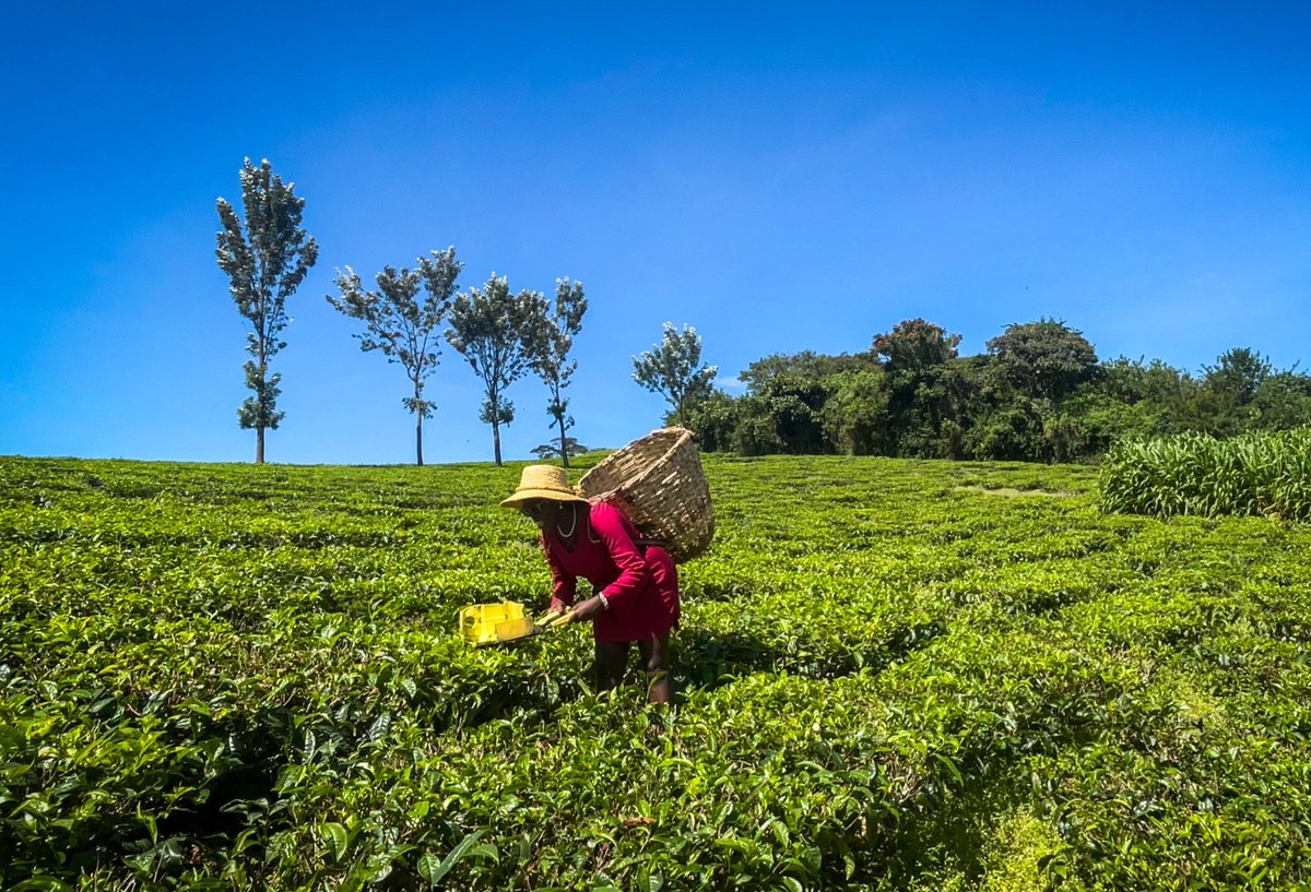 Good morning from Uganda. 

Let’s work !