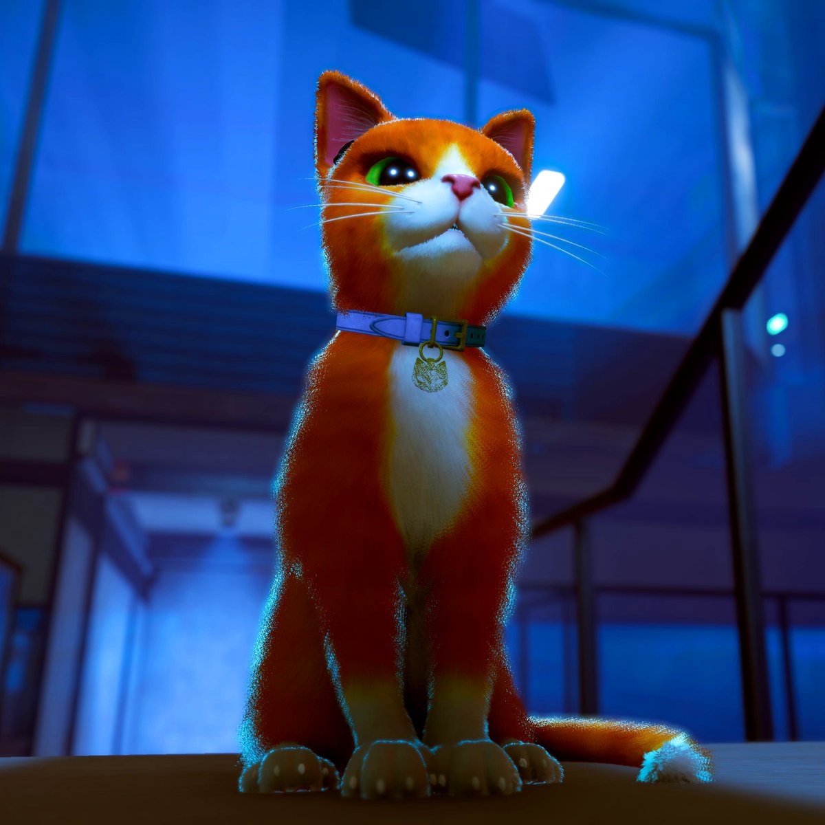 Mittens the cat, reporting for duty...