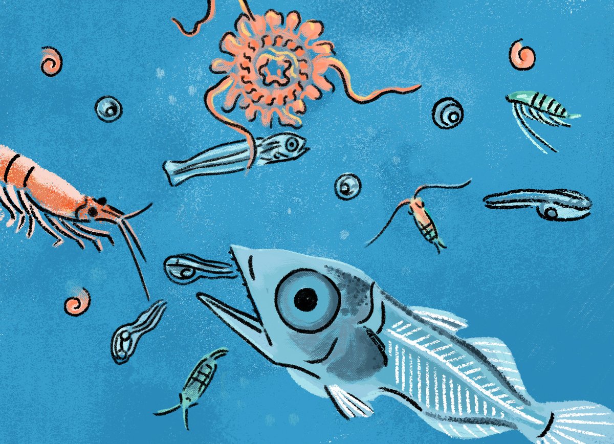 ¿Qué sucede cuando falta un depredador en un ecosistema marino? Impacto en las primeras etapas de la vida.

El atún rojo, como huevo y larva, es fuente de alimento para muchos depredadores diminutos y también para peces como los boquerones, que se alimentan por filtración. 👇