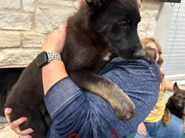 puppiessale's tweet photo. 3 AKC working line German Shepherd puppies for sale https://t.co/IQVvN2y3bP https://t.co/mvmL6FGDkW