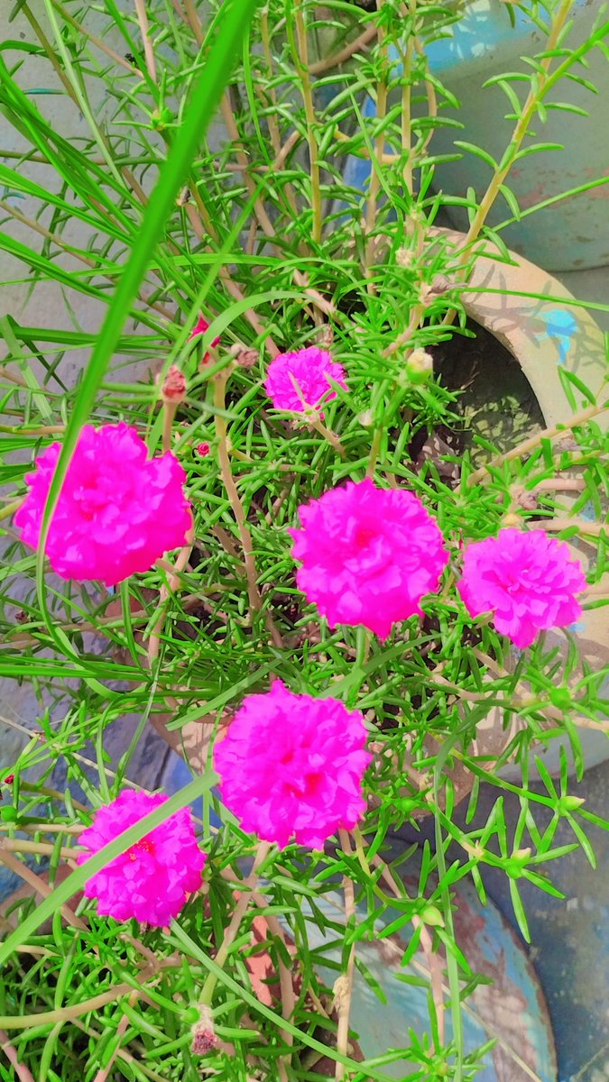 Good afternoon 🌺
Every one 🌺🌺