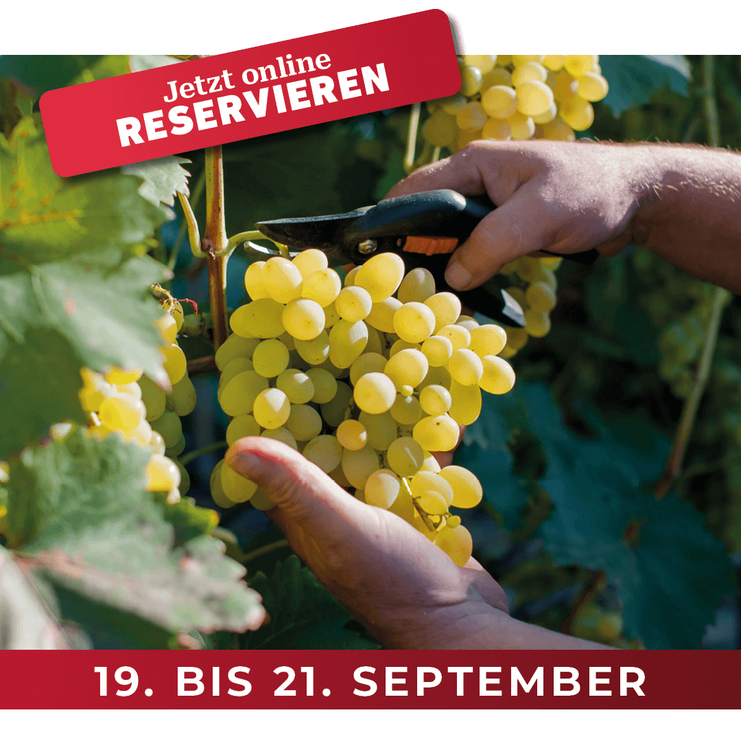 NouveauAG's tweet image. Erleben Sie vom 19.–21. September 2024 das Mathier-Weinfest «Wein &amp;amp; Ernte» in Salgesch: Weindegustation, Wanderung &amp;amp; exklusive Einblicke. Jetzt reservieren unter:
➡️ mathier.com/de/weinfeste/e…

#Salgesch #Weindegustation #Weinwanderung #WeinErnte #Anlass #September #Wanderung