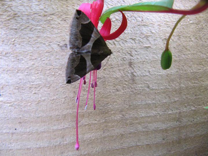 Belated report of The Passenger (D. algira), found in a garden in Rivelin, Sheffield, S. Yorkshire on 14/8/24. S. Steel. <a href="/DoubleKidney/">Charles Fletcher</a>