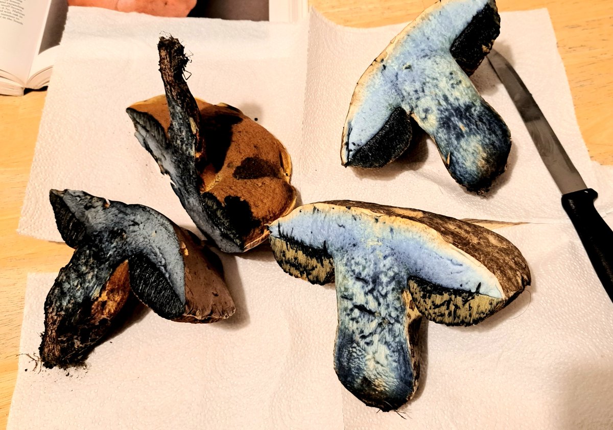 Found these large toxic beauties in nearby woods. The ceps are coming soon! #fungi