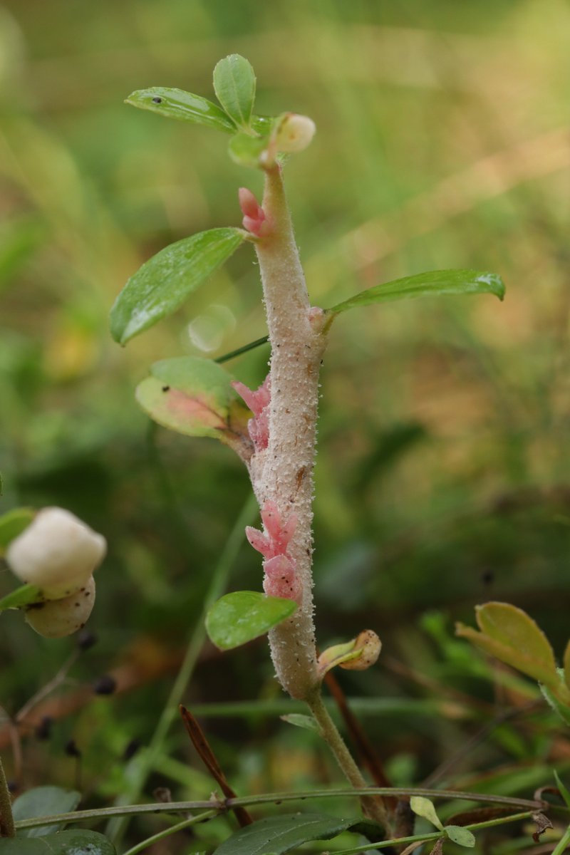 RPilze's tweet photo. Exobasidium vaccinii ex Vaccinium vitis-idaea
#Vacciniumvitisidaea #Vaccinium #Preiselbeere #cowberry #Airellerouge #mirtillorosso #arándanorojo #Exobasidiumvaccinii #Exobasidium #PreiselbeerNacktbasidie #smut #smutfungus #Brandpilz #Brand #fungus #fungi #pilz #pilze #nature https://t.co/xkmpTdBXvY