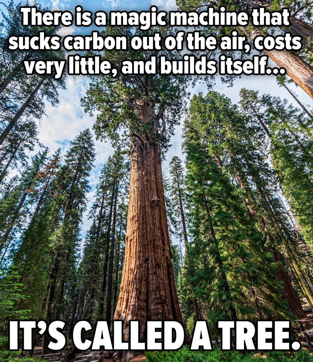 "The best time to plant a tree was 20 years ago. The second best time is now."

Here are 6 fascinating ways how trees help our planet:

🌲 Carbon Sequestration: Trees absorb CO2, reducing greenhouse gases

🌳 Oxygen Production: Trees produce oxygen via photosynthesis

🌴