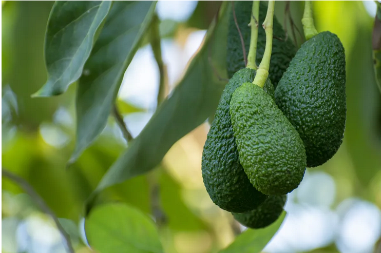 A Hass avocado farmer from <a href="/KayonzaDistrict/">Kayonza District</a>  District ,Kabare sector is set to harvest a minimum of 900 Hass avocados on December 17, 2024. Secure your pre-order now by visiting ehaho.rw/pre-order/2024… or call us at +250786506040.